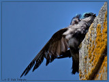 Tree Swallow