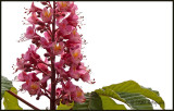 Pink Horse Chestnut
