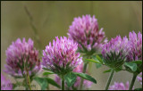 Red Clover<br>Weekly Challenge #114: Symmetry