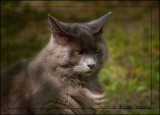 Neighbourhood Cat
