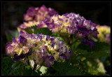 Hydrenga Blossoms <br><br>Best Viewed at Original Size