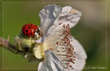 The Ladybug<br><br> Best Viewed in Original Size