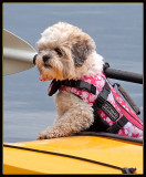 Outward Hound?