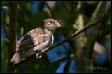 Hiding in the Bushes<br><br>Best Viewed In Original Size