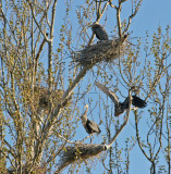 GREAT BLUE HERONS NESTING