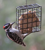 HAIRY WOODPECKER