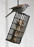 LOWLY SPARROW