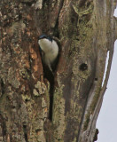 BEAVER POND: TREE SWALLOW