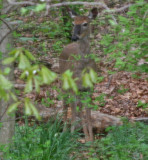 BAMBI II