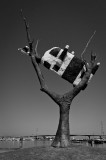 Cow in Tree BW