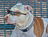 Sunglass Pit Bull #2