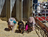 Pigs racing #1