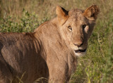 Lion,  Samburu, Kenya