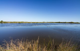 February 13 - Return to Merritt Island NWR