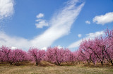 Peach Tree Blossoms 3
