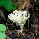 Coral Fungus 2
