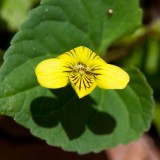 Downy Yellow Violet 1