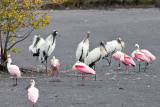 Wood Storks & Roseate Spoonbills