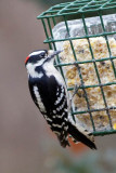 Downy Woodpecker 1 - male