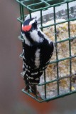 Downy Woodpecker 2 - male