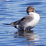 Northern Pintail 2 - male