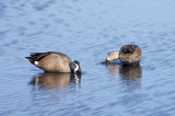 Blue-winged Teal 1