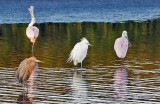 Reddish Egrets and Roseate Spoonbills