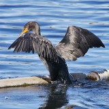 Double-crested Cormorant 3