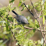 Blue-grey Gnatcatcher 2