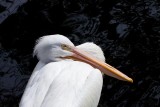 White Pelican 1