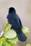 Red-winged Blackbird 3