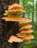 Chicken of the Woods 3