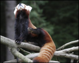 RedPandaScratching_6692.jpg