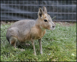 Patagonian Cavy_6623.jpg