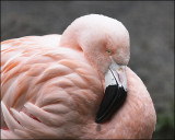 FlamingoPortrait_8475pb.jpg