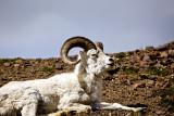 Dall Sheep