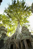 120103 Angkor 227-1.jpg