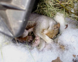 Baby Squirrel2.jpg