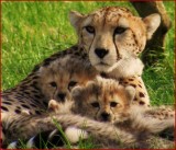 Cheetah and cubs.