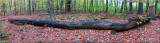 Mud Lake panorama 18 Oct 2011.jpg