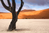 Lone dead Vlei