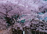 20110407_Vancouver_0104.jpg