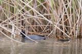 20110511_Bear River_0096.jpg