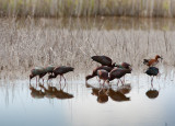 20110511_Bear River_0157.jpg