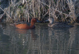 20110512_Bear River_0047.jpg