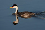 20110512_Bear River_0693.jpg