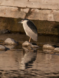 20110512_Bear River_0703.jpg