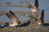 20110513_Bear River_0014.jpg