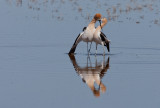 20110513_Bear River_0386.jpg