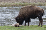 20110516_Yellowstone_0080.jpg